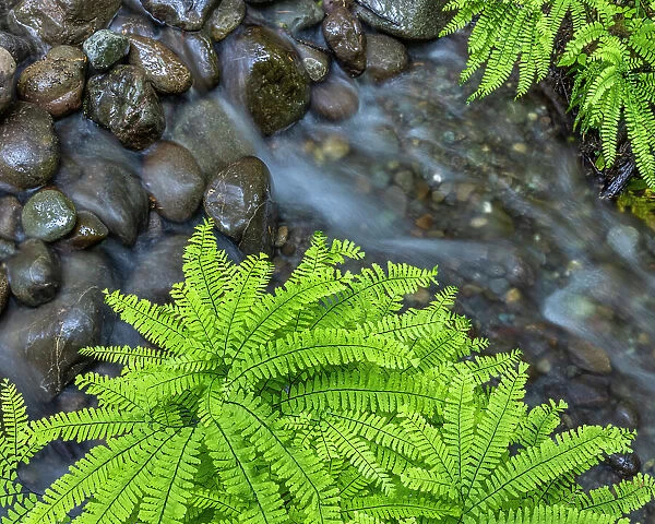USA, Washington State, Olympic National Forest. Maidenhair ferns and rocky stream. Date: 26-05-2021