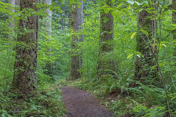 USA, Washington State, Olympic National Forest. Ranger Hole Trail through forest. Date: 13-09-2021
