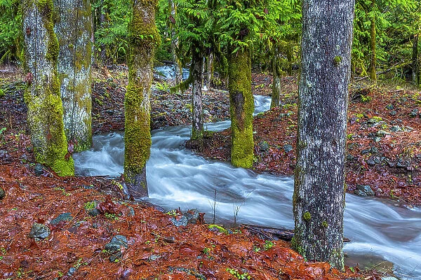USA, Washington State, Olympic National Park. Skokomish River tributary rushes through forest. Date: 13-01-2021