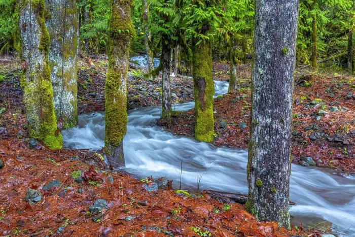 Framed Print : USA, Washington State, Olympic National Park. Skokomish River tributary rushes through forest. Date: 13-01-2021 Framed Print : USA, Washington State, Olympic National Park. Skokomish River tributary rushes through forest. Date: 13-01-2021