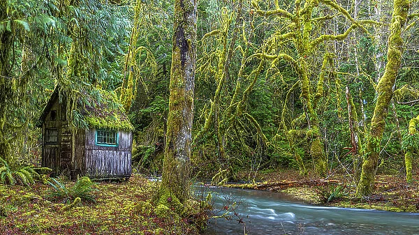 USA, Washington State, Olympic National Park. Weathered cabin beside Elk Creek. Date: 13-01-2021