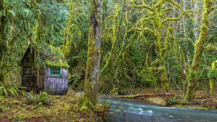 Framed Print : USA, Washington State, Olympic National Park. Weathered cabin beside Elk Creek. Date: 13-01-2021