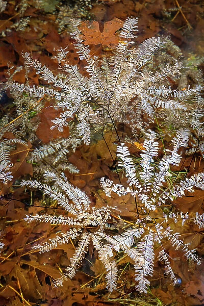 USA, Washington State, Olympic National Park. Maidenhair ferns floating in water. Date: 13-01-2021