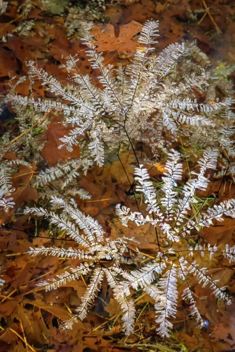 Framed Print : USA, Washington State, Olympic National Park. Maidenhair ferns floating in water. Date: 13-01-2021