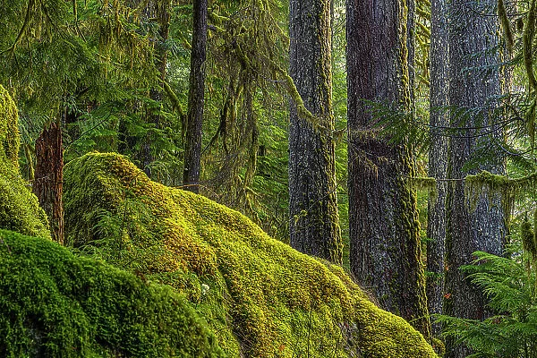USA, Washington State, Olympic National Park. Moss on boulders and trees. Date: 13-01-2021