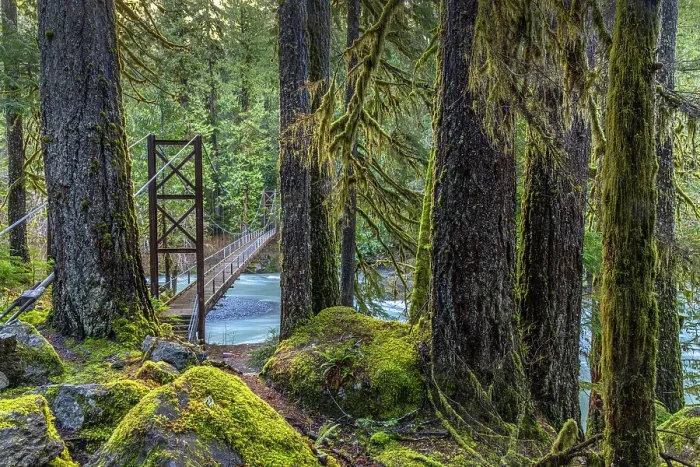 Framed Print : USA, Washington State, Olympic National Park. Bridge across North Fork Skokomish River. Date: 13-01-2021 Framed Print : USA, Washington State, Olympic National Park. Bridge across North Fork Skokomish River. Date: 13-01-2021