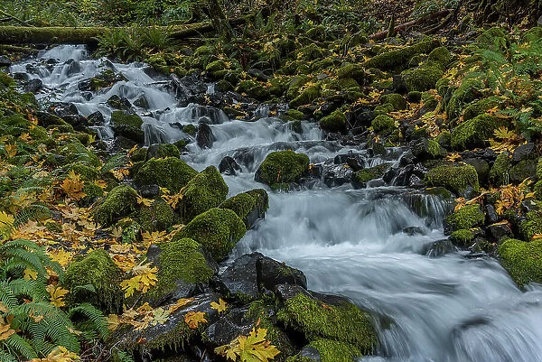 USA, Washington State, Olympic National Park. Creek rapids and forest in autumn. Date: 30-10-2021