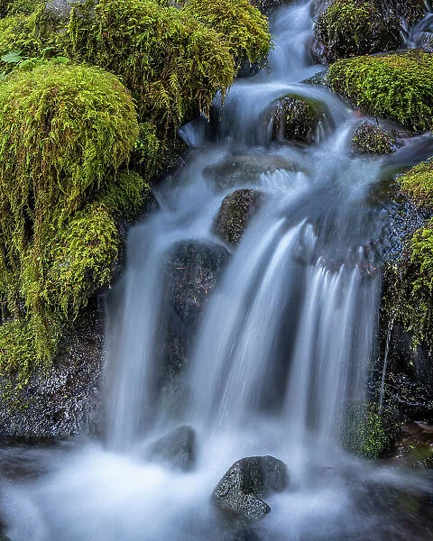 USA, Washington State, Olympic National Park. Cedar Creek cascades through moss- covered boulders. Date: 04-10-2021