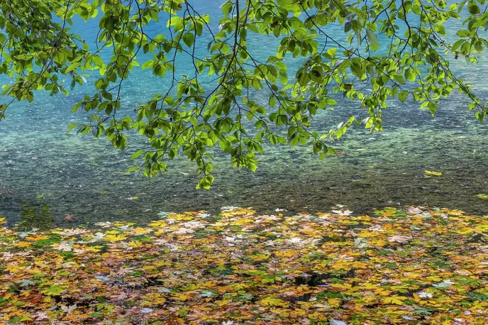Framed Print : USA, Washington State, Olympic National Park. Alder tree branches overhang leaf-covered shore of Lake Crescent. Date: 05-10-2021