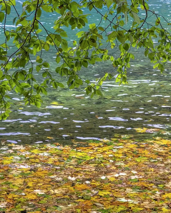 Framed Print : USA, Washington State, Olympic National Park. Alder tree branches overhang leaf-covered shore of Lake Crescent. Date: 05-10-2021 Framed Print : USA, Washington State, Olympic National Park. Alder tree branches overhang leaf-covered shore of Lake Crescent. Date: 05-10-2021