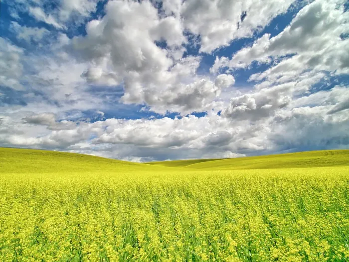Framed Print : USA, Washington State, Palouse, Spring canola field with beautiful clouds Date: 20-06-2019 Framed Print : USA, Washington State, Palouse, Spring canola field with beautiful clouds Date: 20-06-2019