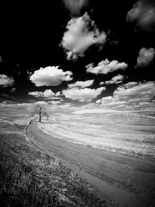 Framed Print : USA, Washington State, Palouse. Crops growing on the rolling hills of the Palouse Date: 16-01-2020 Framed Print : USA, Washington State, Palouse. Crops growing on the rolling hills of the Palouse Date: 16-01-2020