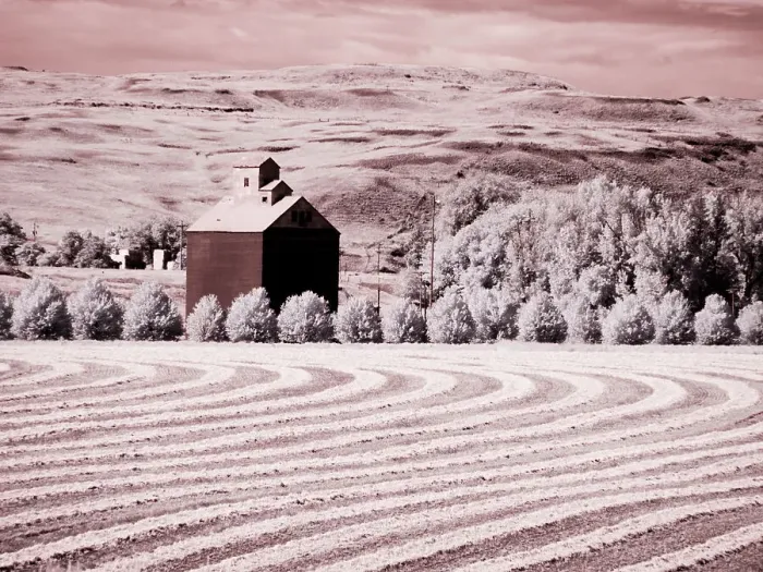 Framed Print : USA, Washington State, Palouse. Harvest lies in field with barn Date: 10-06-2020 Framed Print : USA, Washington State, Palouse. Harvest lies in field with barn Date: 10-06-2020