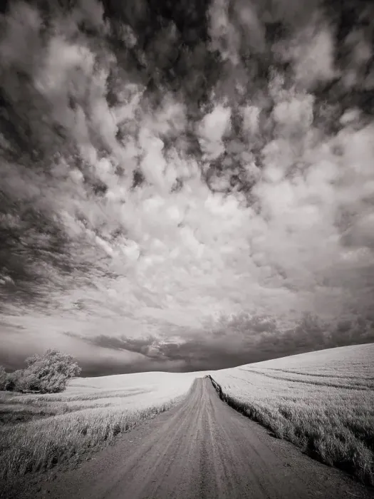 Framed Print : USA, Washington State, Palouse. Backcountry road through wheat field and clouds Date: 11-06-2020 Framed Print : USA, Washington State, Palouse. Backcountry road through wheat field and clouds Date: 11-06-2020