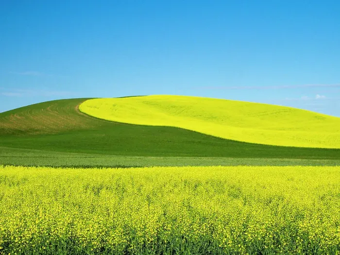 Framed Print : USA, Washington State, Palouse. Field of canola and wheat in full bloom Date: 14-06-2021 Framed Print : USA, Washington State, Palouse. Field of canola and wheat in full bloom Date: 14-06-2021