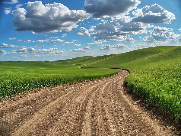 USA, Washington State, Palouse, Country Backroad through Spring wheat fields Date: 19-06-2019
