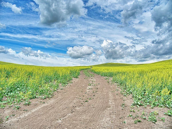 USA, Washington State, Palouse, Country Backroad through Spring canola fields Date: 20-06-2019
