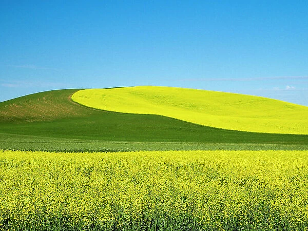 USA, Washington State, Palouse. Field of canola and wheat in full bloom Date: 14-06-2021
