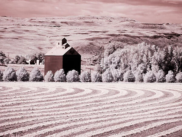 USA, Washington State, Palouse. Harvest lies in field with barn Date: 10-06-2020