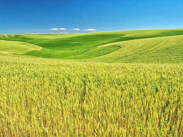 USA, Washington State, Palouse Region, Patterns in the fields of wheat Date: 22-06-2020