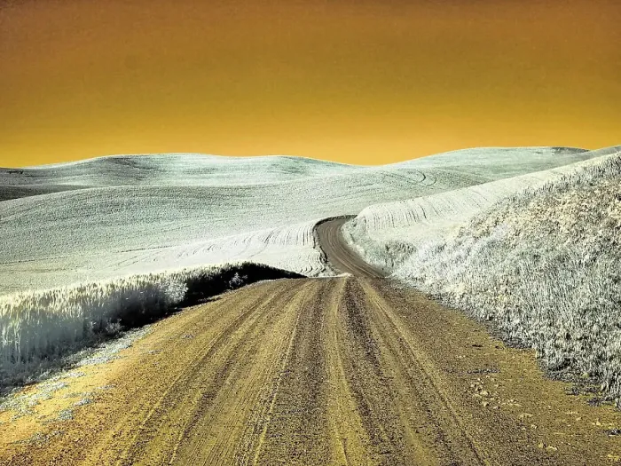 Framed Print : USA, Washington State, Palouse region, Country backroad through wheat fields Date: 23-06-2020
