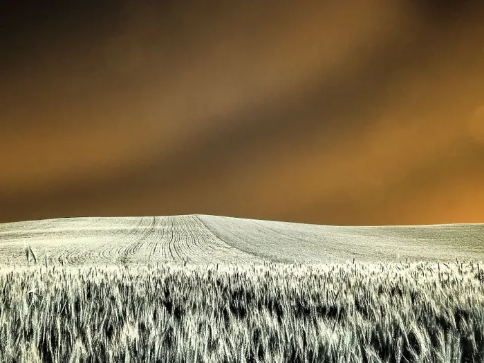 Framed Print : USA, Washington State, Palouse region, Rolling Hills of wheat Date: 23-06-2020 Framed Print : USA, Washington State, Palouse region, Rolling Hills of wheat Date: 23-06-2020