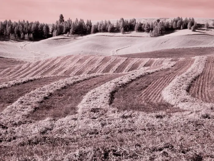 Framed Print : USA, Washington State, Palouse region, Harvest cut lines in Field Date: 24-06-2020 Framed Print : USA, Washington State, Palouse region, Harvest cut lines in Field Date: 24-06-2020