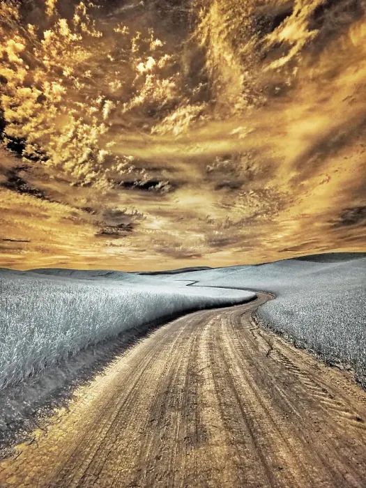 Framed Print : USA, Washington State, Palouse region, winding backcountry road through wheat fields Date: 24-06-2020 Framed Print : USA, Washington State, Palouse region, winding backcountry road through wheat fields Date: 24-06-2020