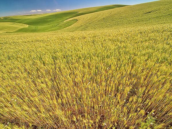 USA, Washington State, Patterns in the fields of wheat Date: 22-06-2020