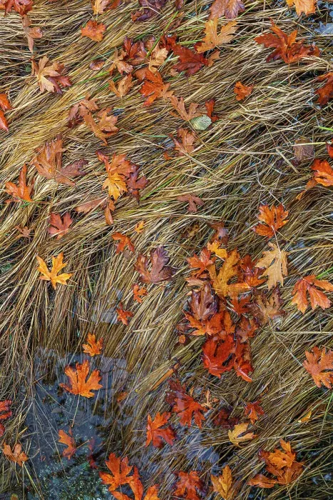 Framed Print : USA, Washington State, Poulsbo. Panoramic of fallen bigleaf maple leaves in grass. Date: 06-10-2020 Framed Print : USA, Washington State, Poulsbo. Panoramic of fallen bigleaf maple leaves in grass. Date: 06-10-2020