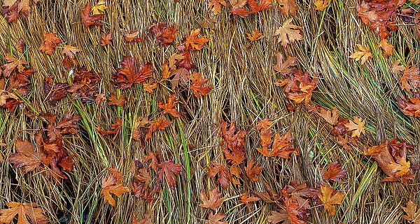 USA, Washington State, Poulsbo. Panoramic of fallen bigleaf maple leaves in grass. Date: 06-10-2020