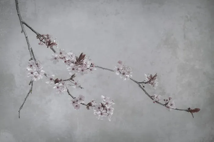 Framed Print : USA, Washington State, Seabeck. Flowering plum branch. Date: 13-03-2020 Framed Print : USA, Washington State, Seabeck. Flowering plum branch. Date: 13-03-2020