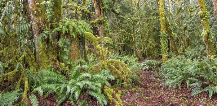 Framed Print : USA, Washington State, Seabeck, Guillemot Cove Nature Preserve. Panoramic of old growth cedar stump. Date: 09-01-2021 Framed Print : USA, Washington State, Seabeck, Guillemot Cove Nature Preserve. Panoramic of old growth cedar stump. Date: 09-01-2021