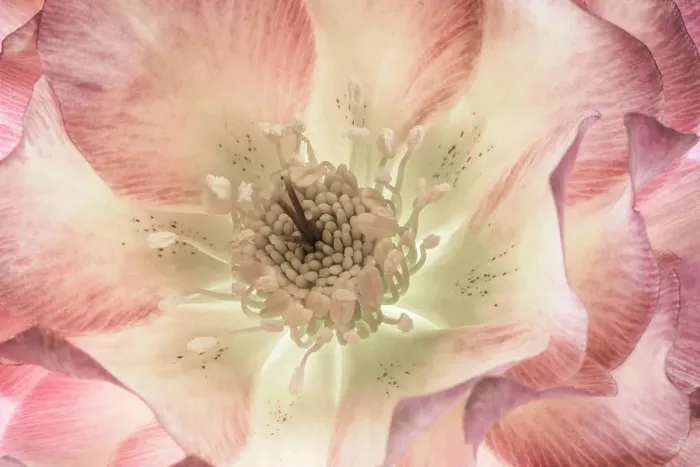 Framed Print : USA, Washington State, Seabeck. Hellebore blossom close-up. Date: 20-02-2021 Framed Print : USA, Washington State, Seabeck. Hellebore blossom close-up. Date: 20-02-2021