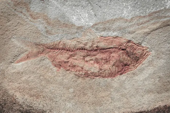 Framed Print : USA, Washington State, Seabeck. Close-up of fish fossil. Date: 27-02-2021 Framed Print : USA, Washington State, Seabeck. Close-up of fish fossil. Date: 27-02-2021
