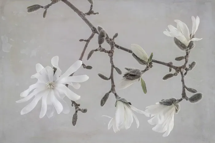 Framed Print : USA, Washington State, Seabeck. Close-up of white magnolia blossoms. Date: 30-03-2021 Framed Print : USA, Washington State, Seabeck. Close-up of white magnolia blossoms. Date: 30-03-2021