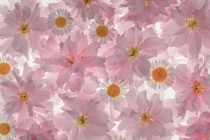 Framed Print : USA, Washington State, Seabeck. Flowering pink cherry blossom and Santa Barbara daisy patterns. Date: 23-04-2021 Framed Print : USA, Washington State, Seabeck. Flowering pink cherry blossom and Santa Barbara daisy patterns. Date: 23-04-2021