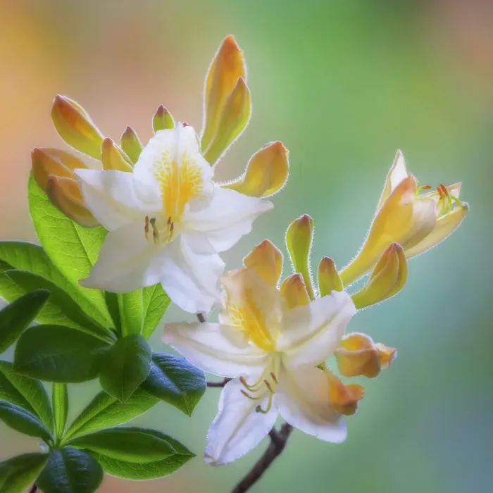 Framed Print : USA, Washington State, Seabeck. White and yellow azalea flowers. Date: 10-05-2021 Framed Print : USA, Washington State, Seabeck. White and yellow azalea flowers. Date: 10-05-2021