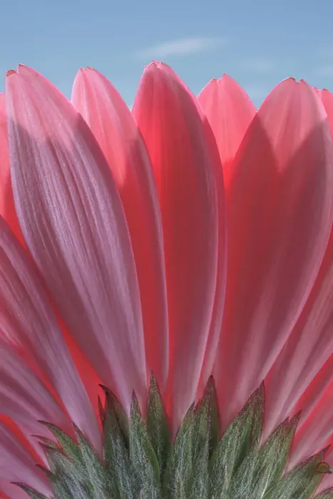 Framed Print : USA, Washington State, Seabeck. Underside close-up of a gerbera daisy. Date: 07-06-2021 Framed Print : USA, Washington State, Seabeck. Underside close-up of a gerbera daisy. Date: 07-06-2021
