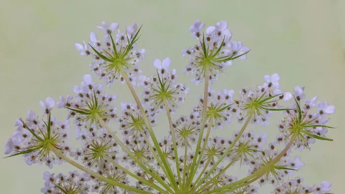 Framed Print : USA, Washington State, Seabeck. Close-up of Queen Anne's lace plant. Date: 21-07-2021 Framed Print : USA, Washington State, Seabeck. Close-up of Queen Anne's lace plant. Date: 21-07-2021