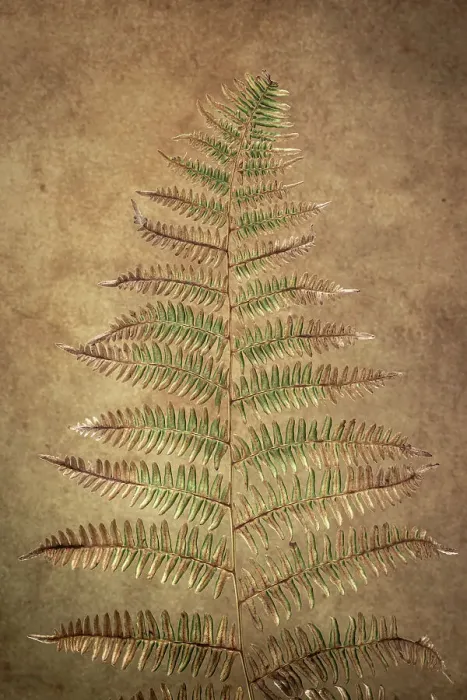 Framed Print : USA, Washington State, Seabeck. Close-up of bracken fern pattern. Date: 21-07-2021 Framed Print : USA, Washington State, Seabeck. Close-up of bracken fern pattern. Date: 21-07-2021