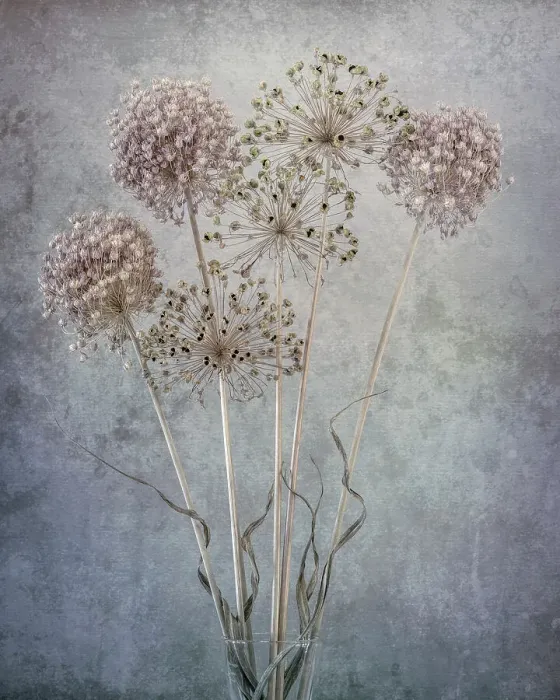 Framed Print : USA, Washington State, Seabeck. Allium seed heads close-up. Date: 26-07-2021 Framed Print : USA, Washington State, Seabeck. Allium seed heads close-up. Date: 26-07-2021