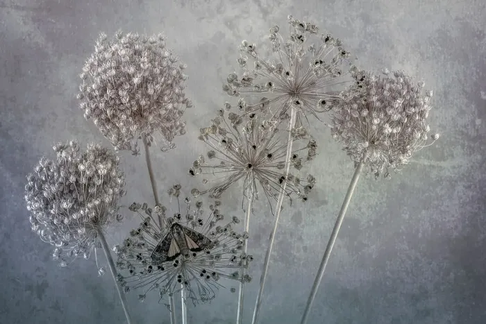 Framed Print : USA, Washington State, Seabeck. Underwing butterfly on allium seed heads. Date: 26-07-2021 Framed Print : USA, Washington State, Seabeck. Underwing butterfly on allium seed heads. Date: 26-07-2021