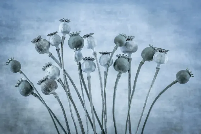 Framed Print : USA, Washington State, Seabeck. Poppies gone to seed. Date: 11-08-2021 Framed Print : USA, Washington State, Seabeck. Poppies gone to seed. Date: 11-08-2021