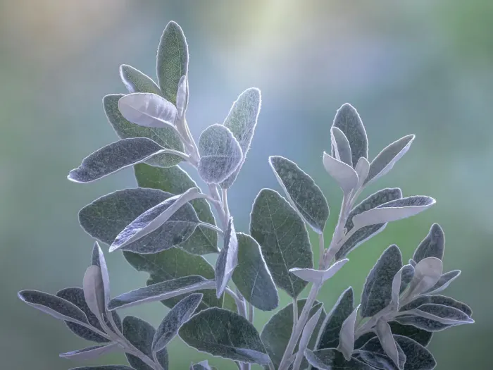 Framed Print : USA, Washington State, Seabeck. Senecio leaves close-up. Date: 14-08-2021 Framed Print : USA, Washington State, Seabeck. Senecio leaves close-up. Date: 14-08-2021