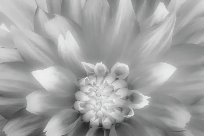Framed Print : USA, Washington State, Seabeck. Dahlia close-up in black and white. Date: 23-08-2021 Framed Print : USA, Washington State, Seabeck. Dahlia close-up in black and white. Date: 23-08-2021