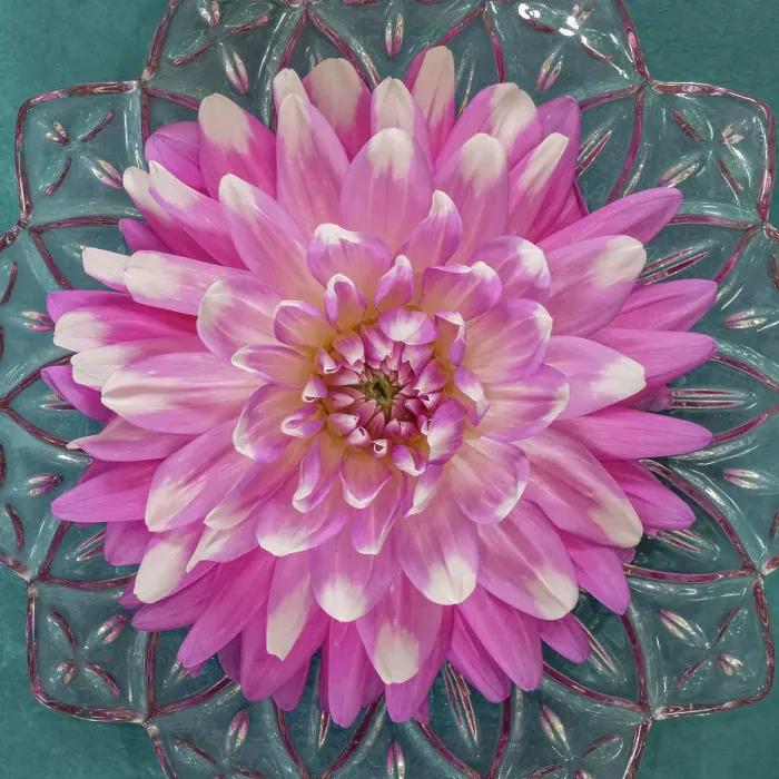 Framed Print : USA, Washington State, Seabeck. Pink dahlia in crystal bowl. Date: 25-08-2021 Framed Print : USA, Washington State, Seabeck. Pink dahlia in crystal bowl. Date: 25-08-2021