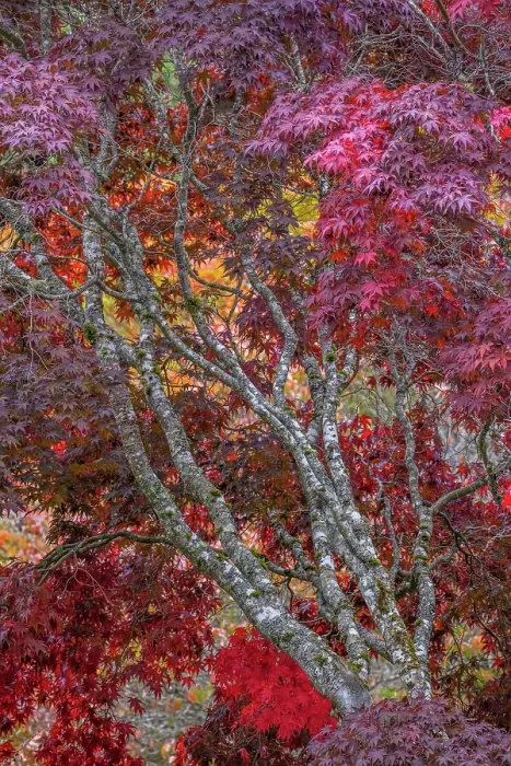 Framed Print : USA, Washington State, Seabeck. Japanese maple tree in autumn. Date: 15-10-2021 Framed Print : USA, Washington State, Seabeck. Japanese maple tree in autumn. Date: 15-10-2021