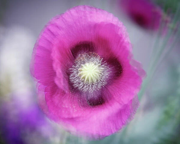 USA, Washington State, Seabeck. Abstract pink poppy. Date: 03-07-2020