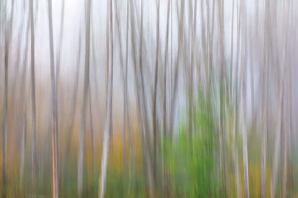 USA, Washington State, Seabeck. Alder forest abstract. Date: 02-11-2020